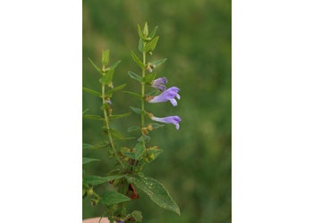 Sumpf-Helmkraut (Scutellaria galericulata) - © Emanuel Trummer